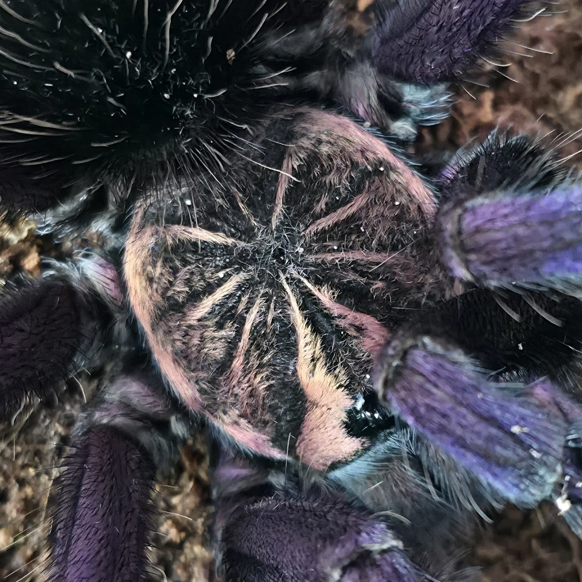 The Brazilian Pink Bloom: A Guide to the Magnificent Pamphobeteus sp. platyomma