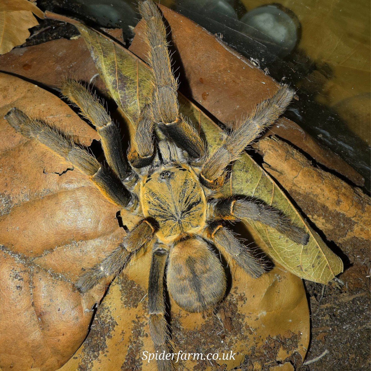 The Golden Giant: A Guide to the Cyriopagopus schmidti (Gold)