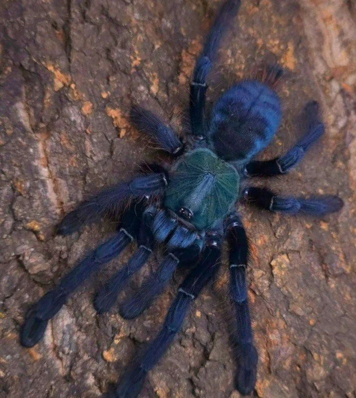 The Forest King: A Guide to the Cyriopagopus sp. Valhalla