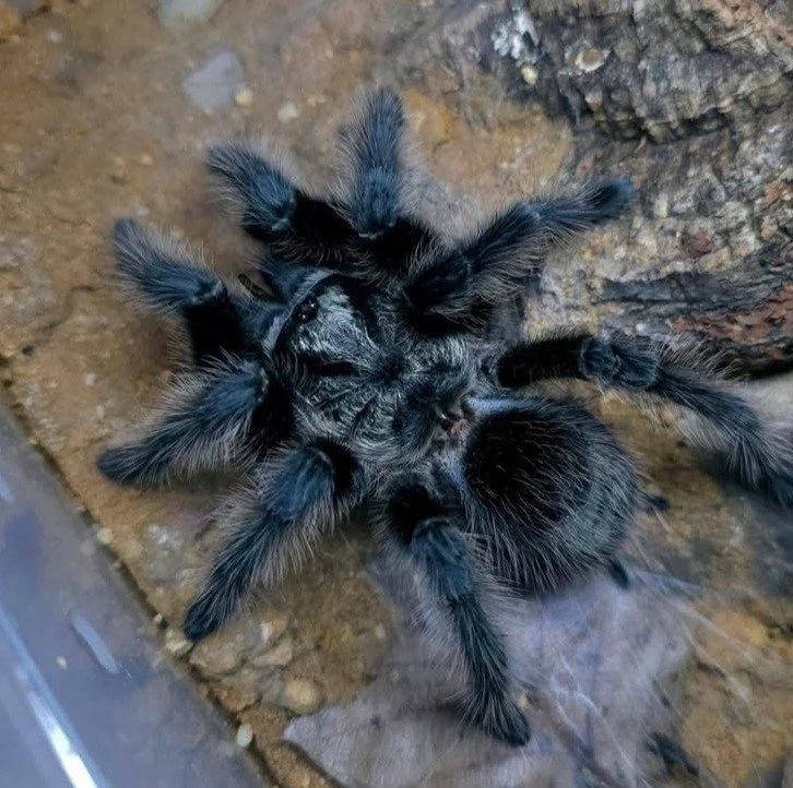The Guarani Giant: A Guide to the Grammostola grossa