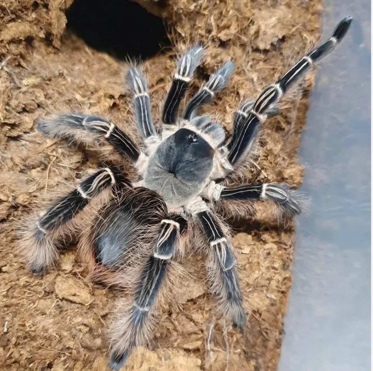 Mastering the Care of the Gentle Eupalaestrus Tarantula Species