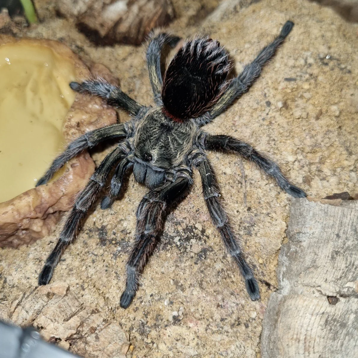 Mastering the Care of the Vibrant Euathlus Species