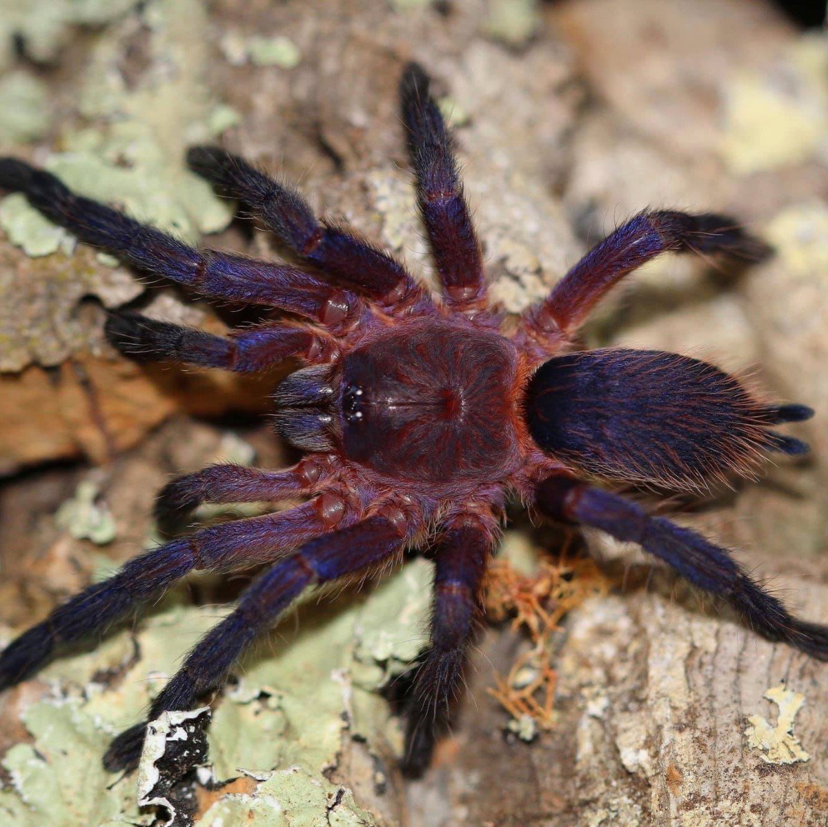 The Neon Pink: A Guide to the Vibrant Dolichothele rufoniger