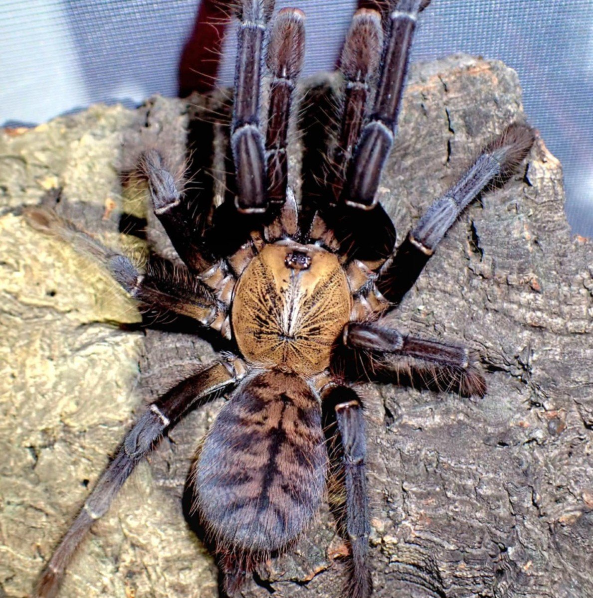 Mastering the Care of the Rare Phormingochilus sp. Akcaya