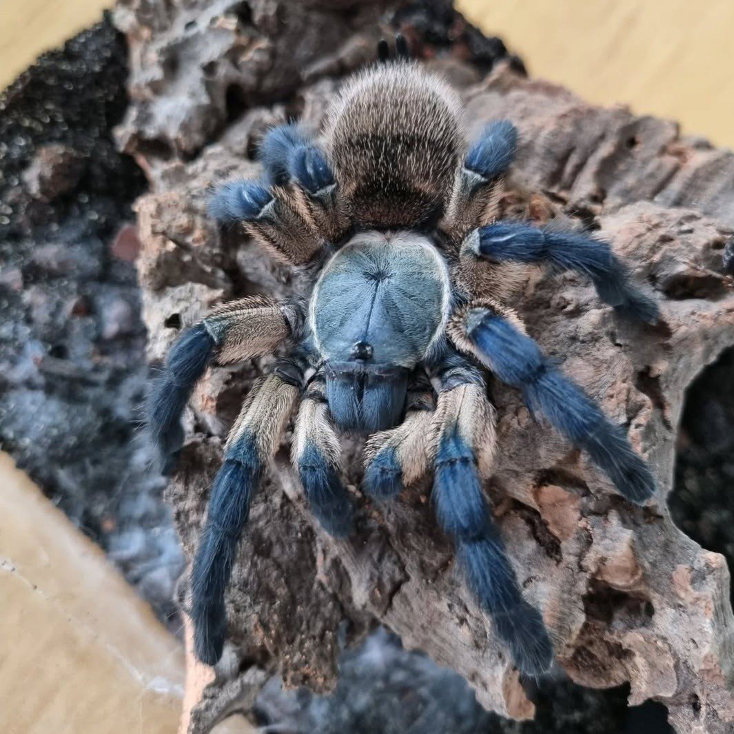 The Socotra Island Blue Baboon: A Guide to the Monocentropus balfouri