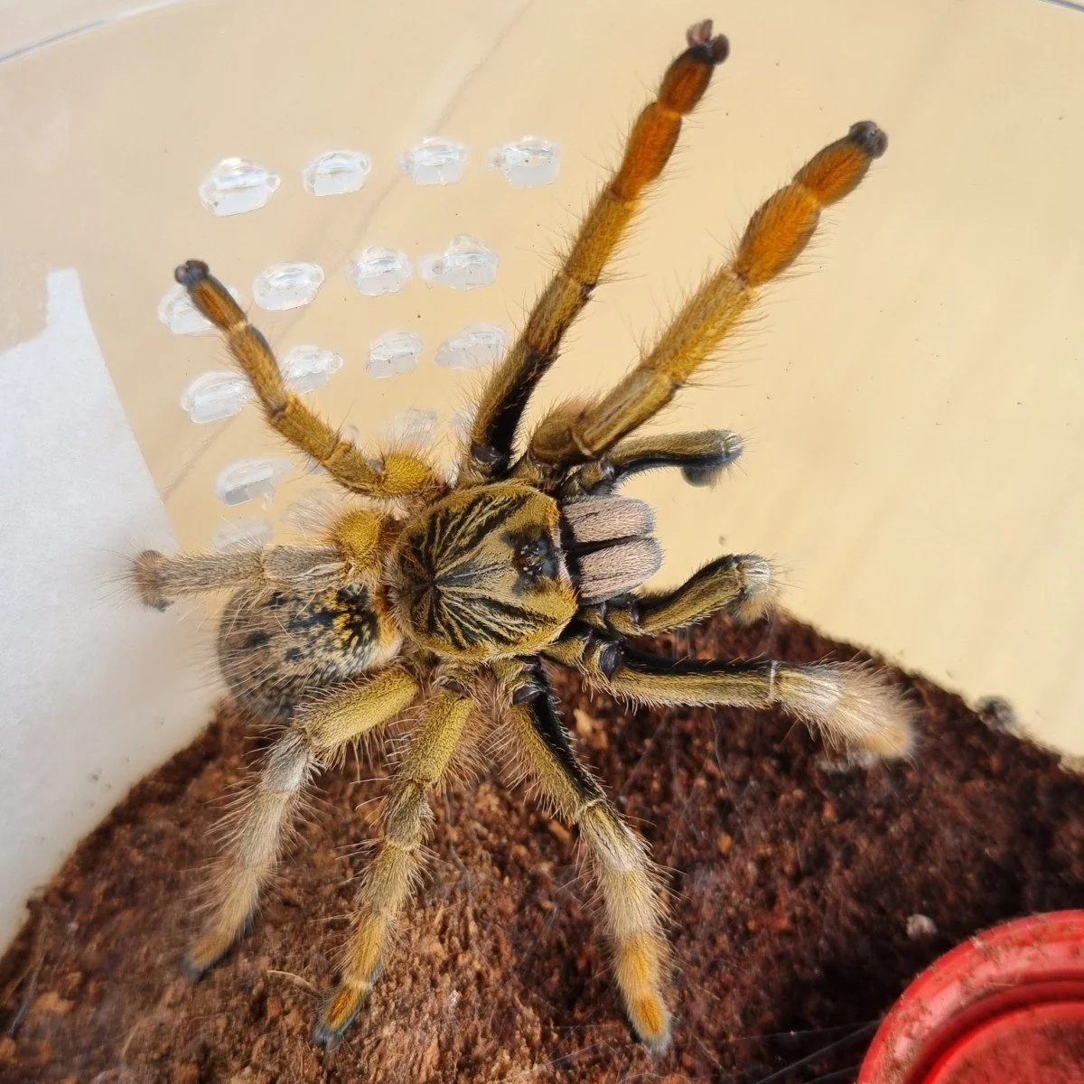 Beyond the Buzz: Discovering the Radiant Charm of the Augacephalus breyeri