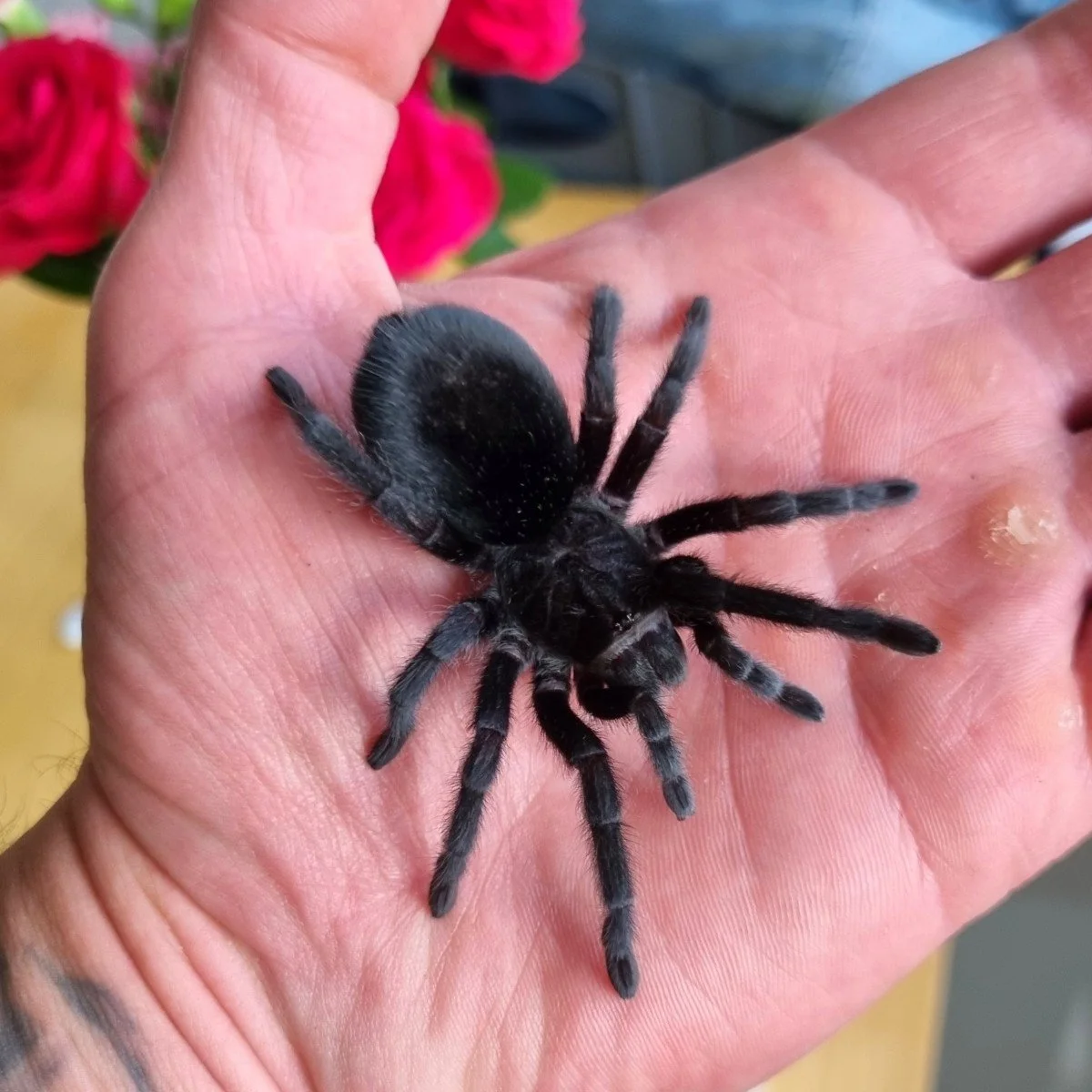 The Brazilian Black: A Guide to the Majestic Grammostola pulchra