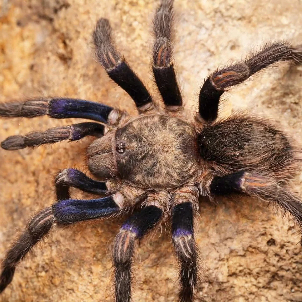 The Chilean Beauties: A Guide to Euathlus truculentus "Blue" &amp; "Hermosa" for UK Keepers