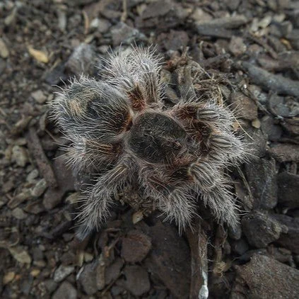 Mastering the Care of the Shimmering Euathlus sp. Bronce