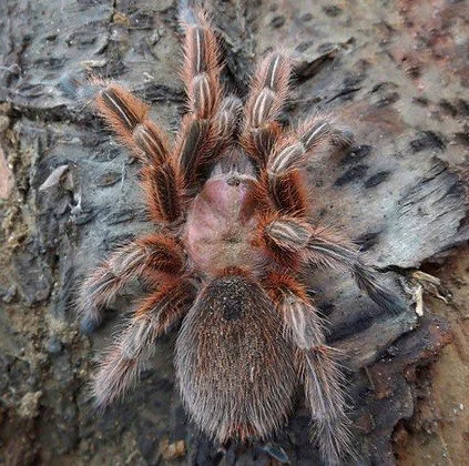 The Chilean Rose: A Guide to the Grammostola rosea (Red Colour Form)