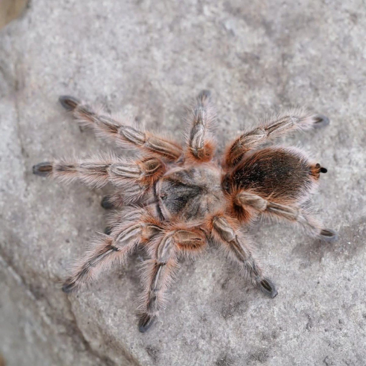 The Maule Beauty: A Guide to the Rare Grammostola sp. Maule for UK Keepers