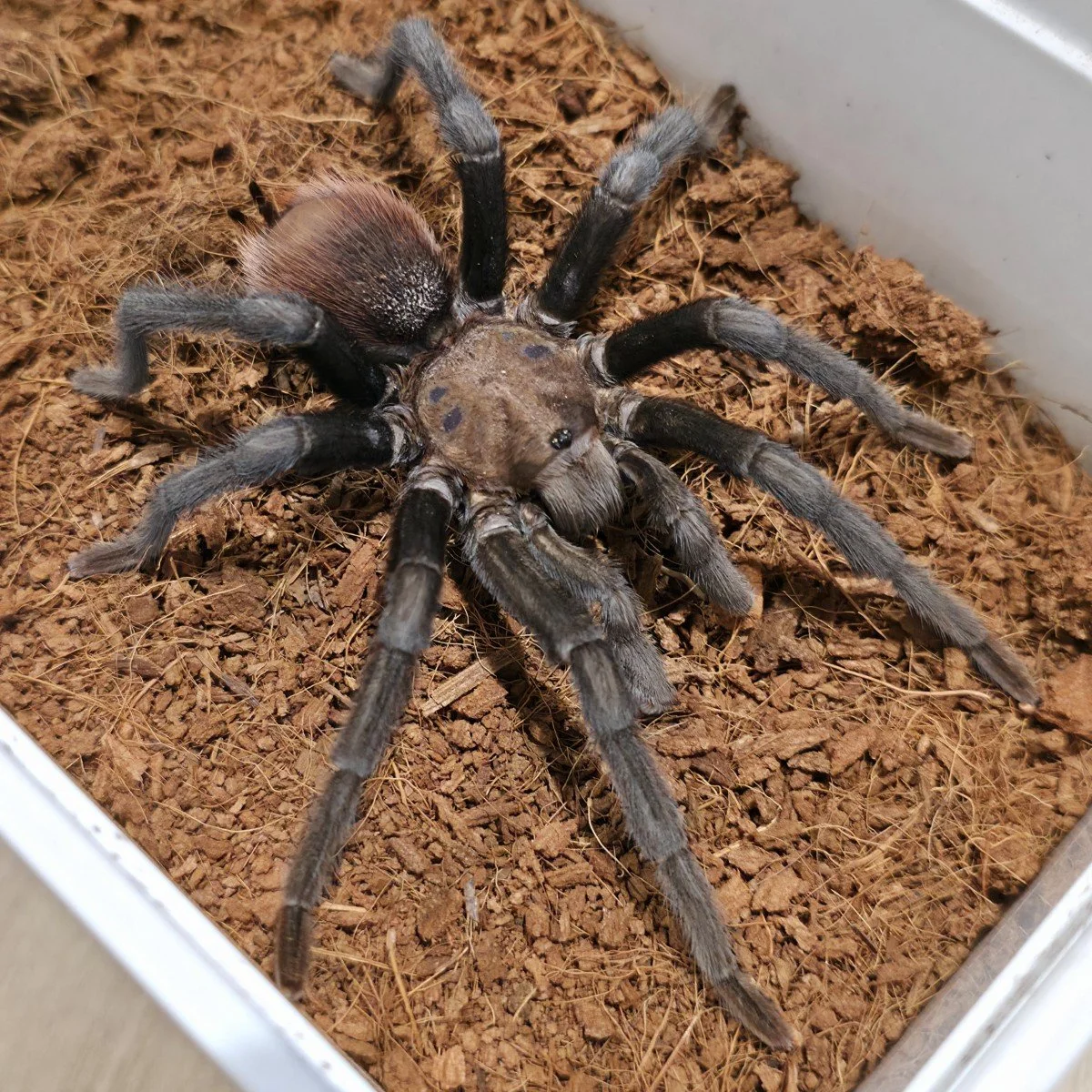 Aphonopelma anax (Texas Tan) Adult Male
