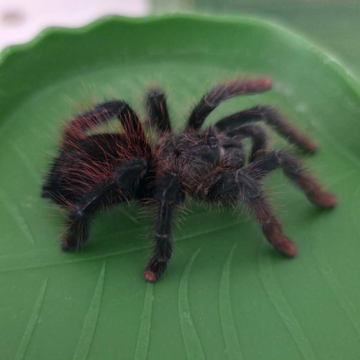 avicularia-lynnae-black-stripe-pinktoe-7.jpg