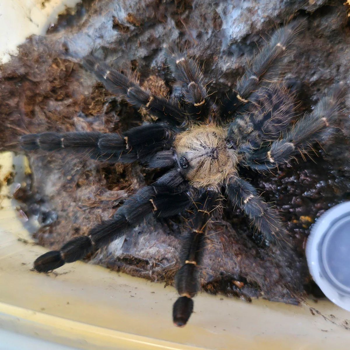 Phormingochilus pennellhewlettorum (Bario Bat Eater) Juvenile Female 8-10cm