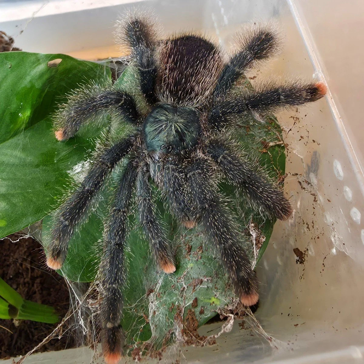 Avicularia avicularia (Guyana Pink Toe) Sling 1-2cm