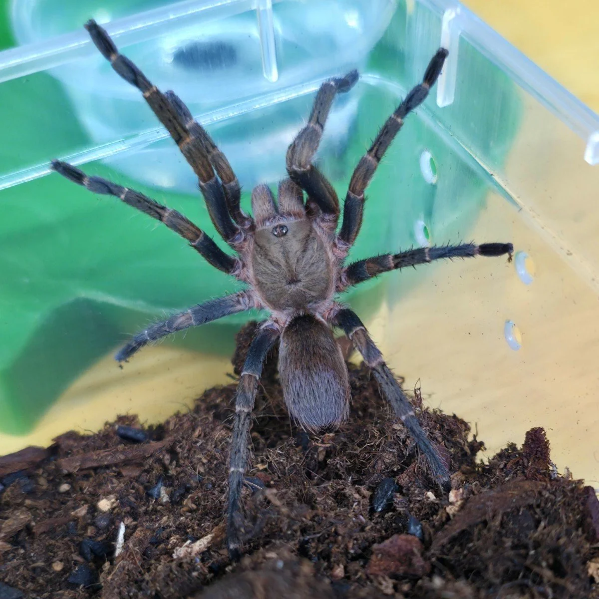 Pseudhapalopus sp. Ecuador Azul Sling 1-1.5cm