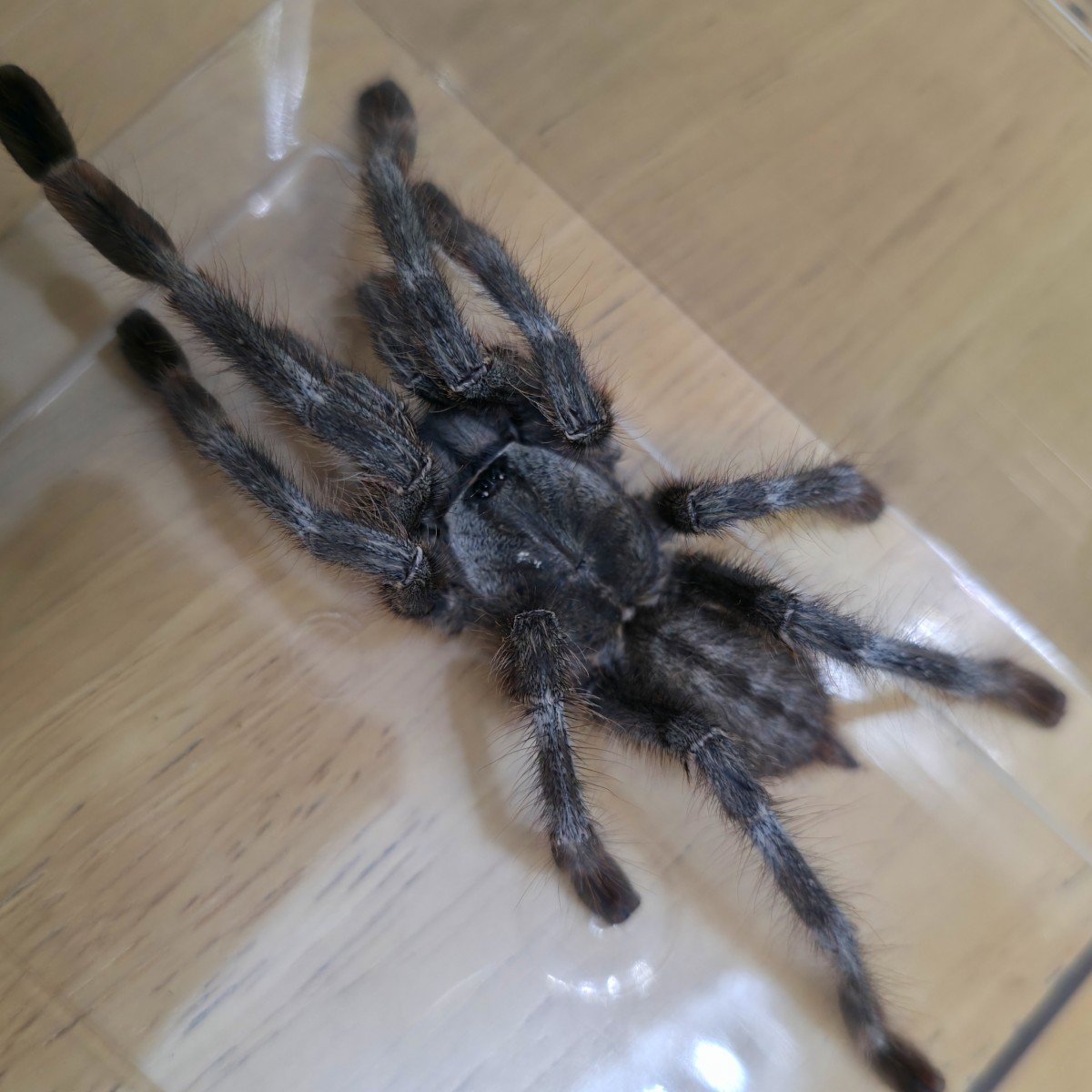 Poecilotheria formosa (Mature) Adult Male