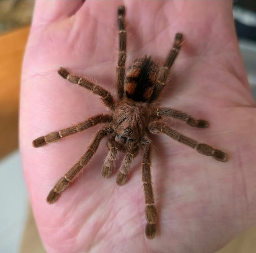 Avicularia minatrix (Red Stripe Pink Toe) Juvenile 3-4cm