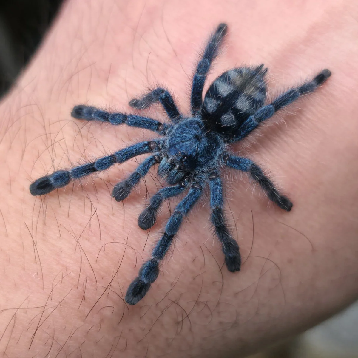 Caribena versicolor (Antilles Pinktoe) Juvenile 5cm