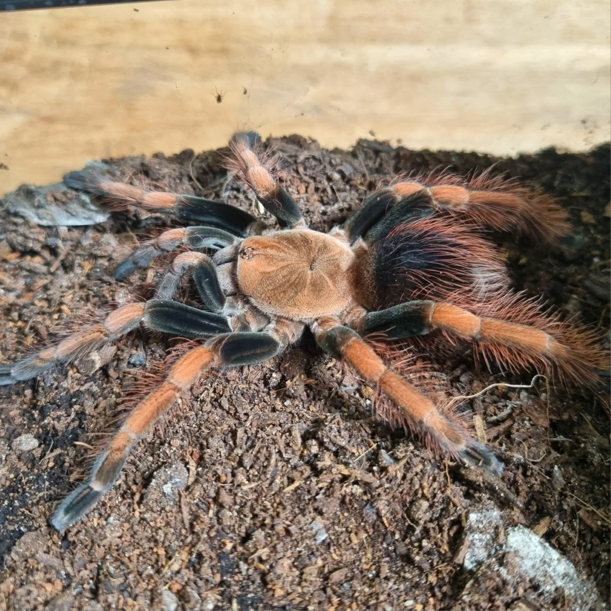 pamphobeteus-sp-light.jpg