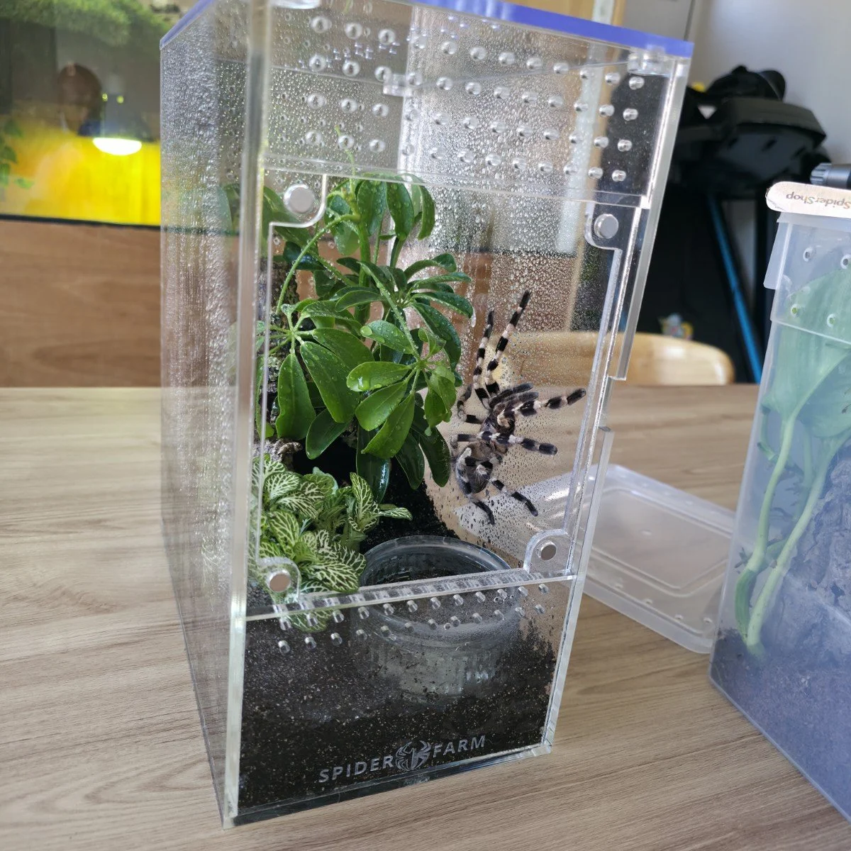 large-arboreal-acrylic-enclosure-15w-x-26d-x-30h-cm-8.jpg
