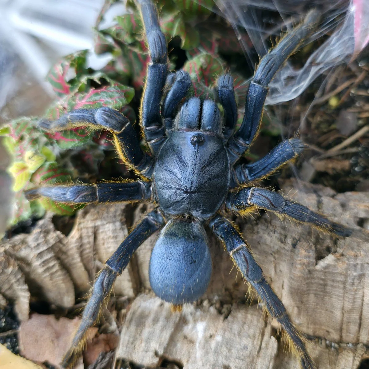 Ornithoctoninae sp. Vietnam Silver Sling 2cm