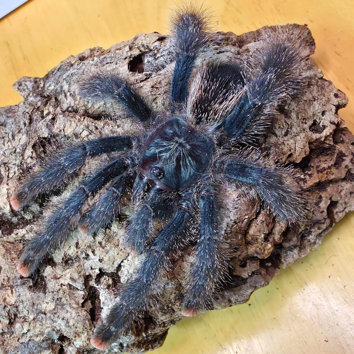 Avicularia metallica (Metallic Pinktoe) Sling 1-2cm