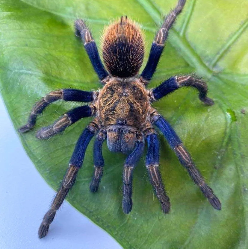 thrixopelma-sp-similis-ecuadorian-blue-gold.jpg