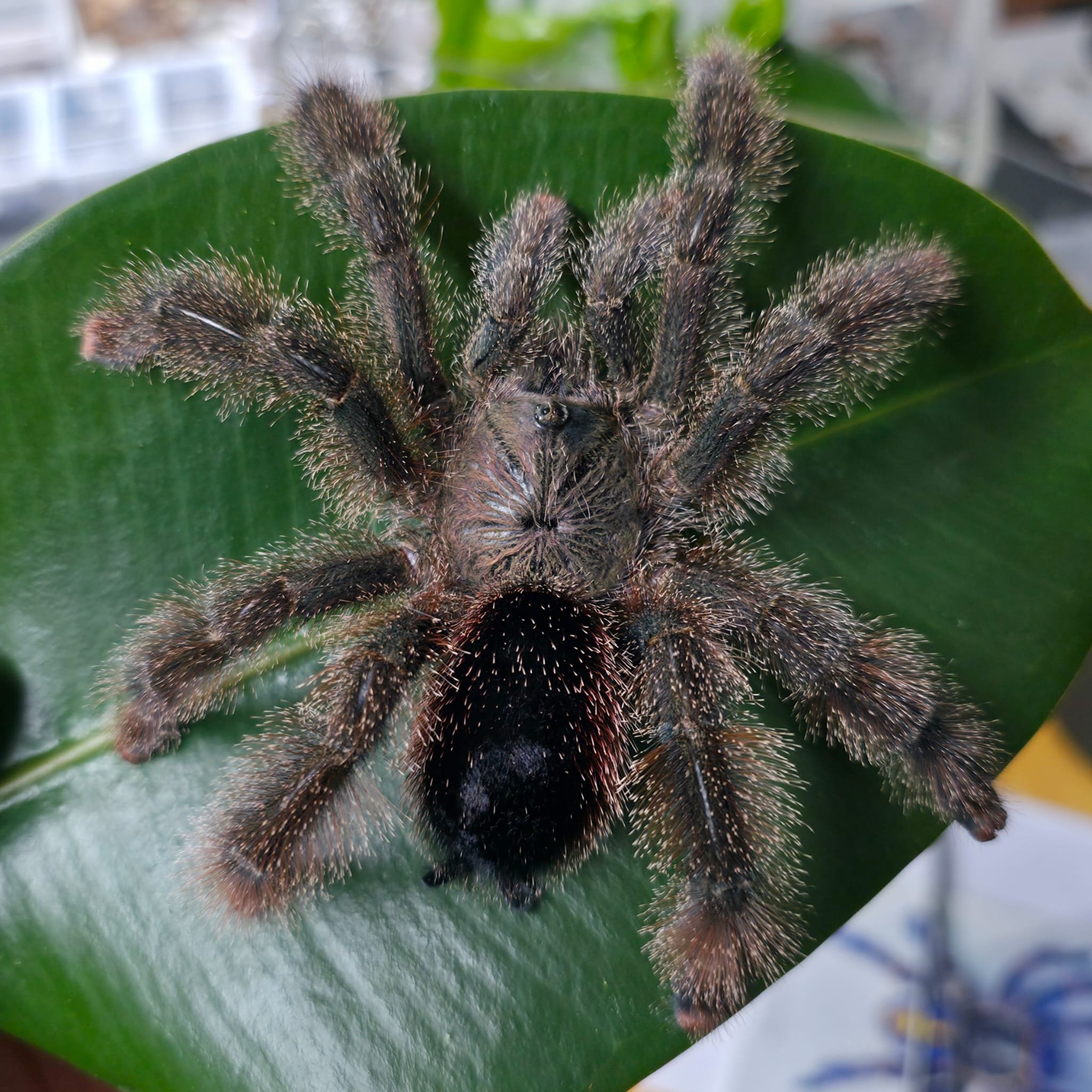 Avicularia-Shuariana-03.jpeg