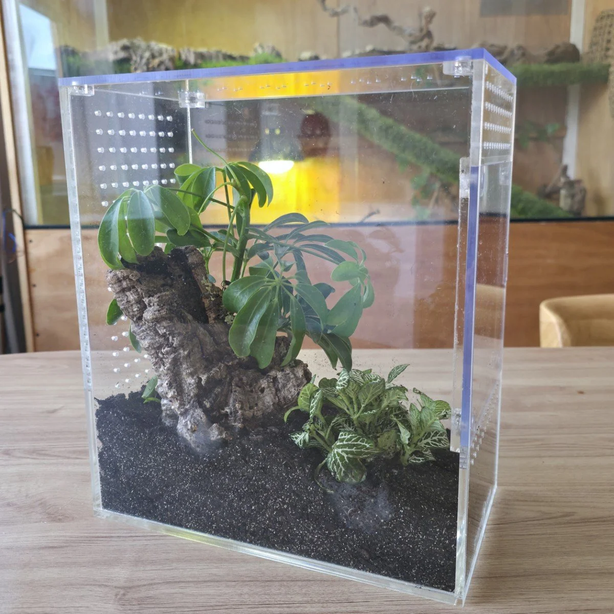 large-arboreal-acrylic-enclosure-15w-x-26d-x-30h-cm-5.jpg