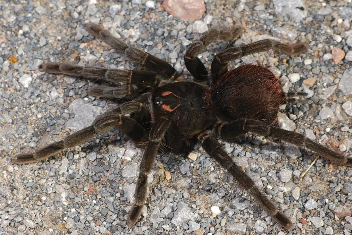 pamphobeteus-sp-nopa-2.jpg