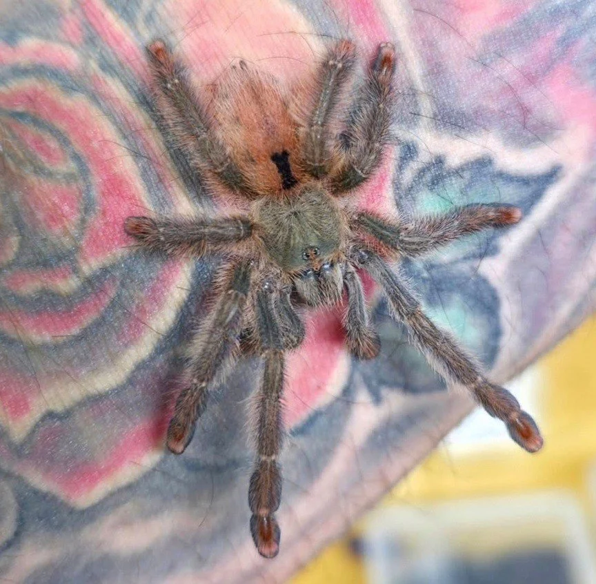 iridopelma-sp-rosa.jpg