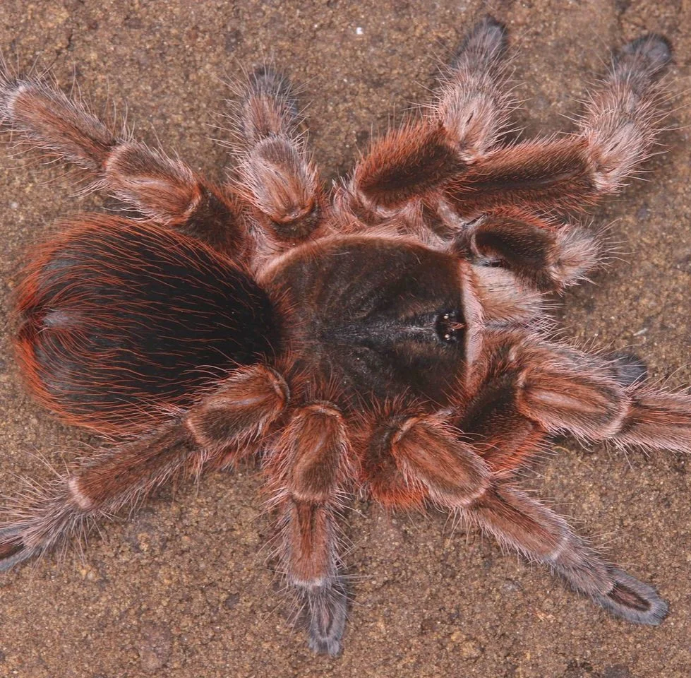 phormictopus-cautus.jpeg