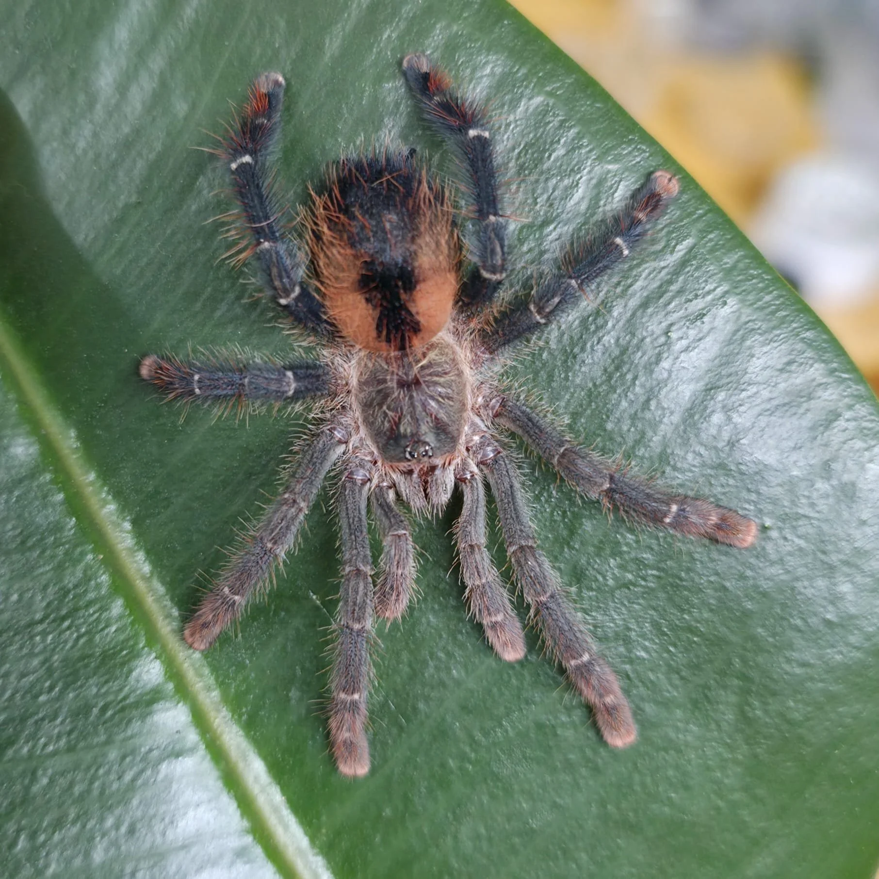 Avicularia-Lynnae-04.jpeg