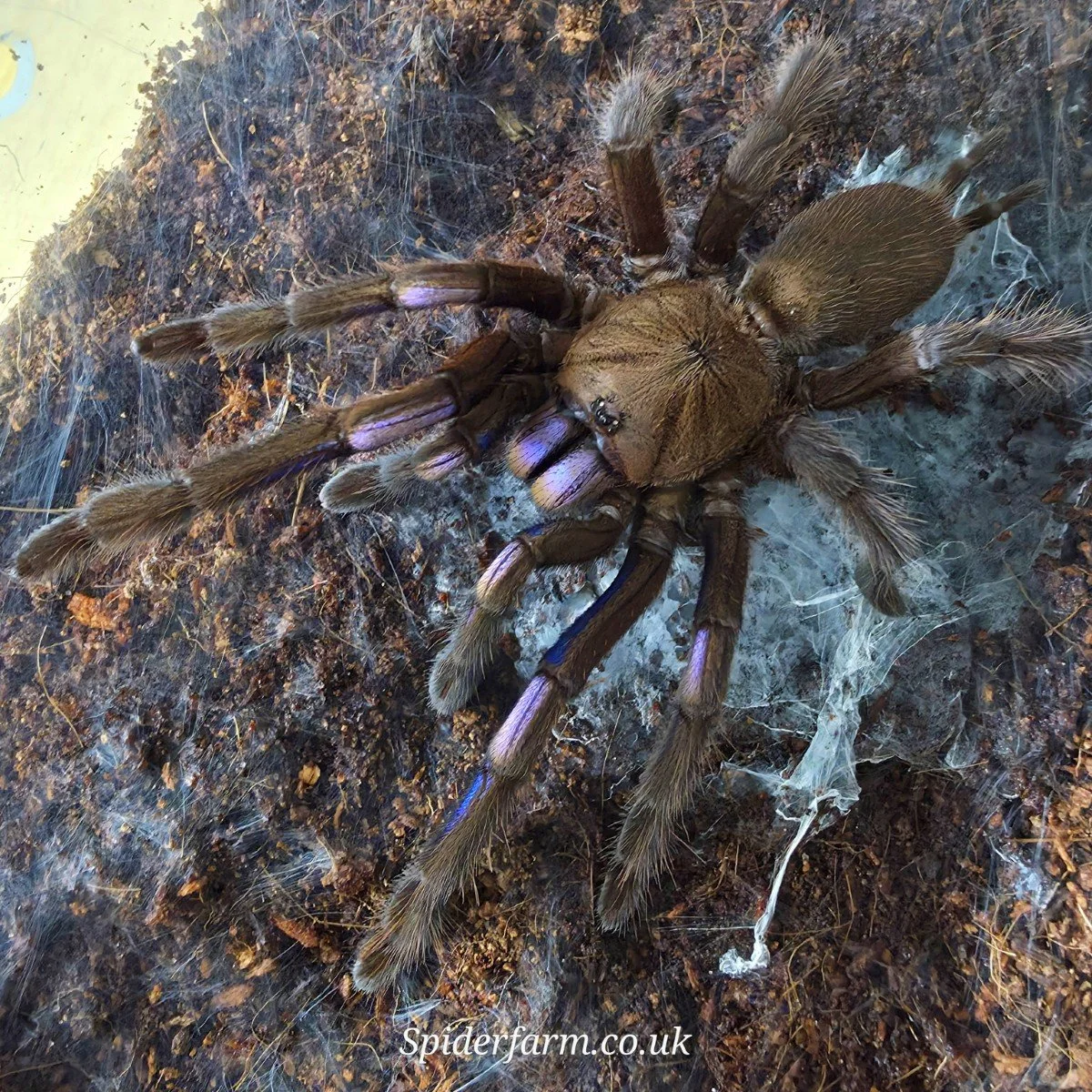 chilobrachys-natanicharum-electric-blue-earth-tiger.jpg