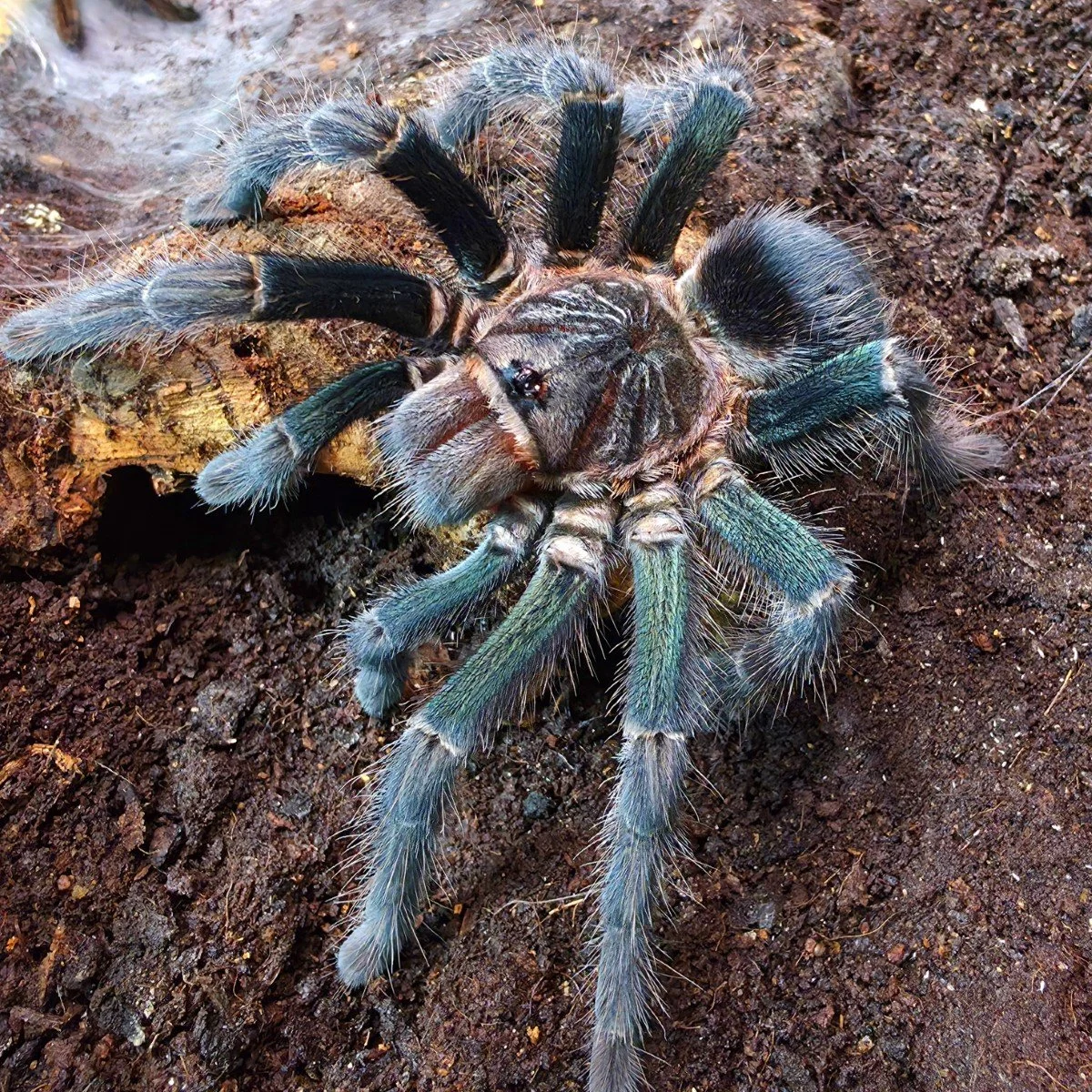 phormictopus-sp-full-green-full-green-birdeater.jpg