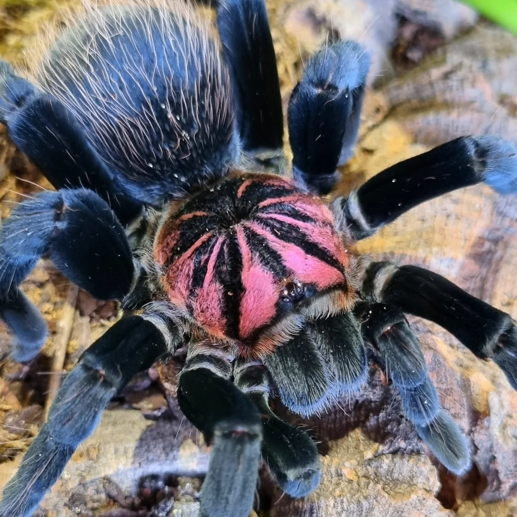 The Living Palette of Xenesthis: Exploring the Colouration Differences Across the Genus