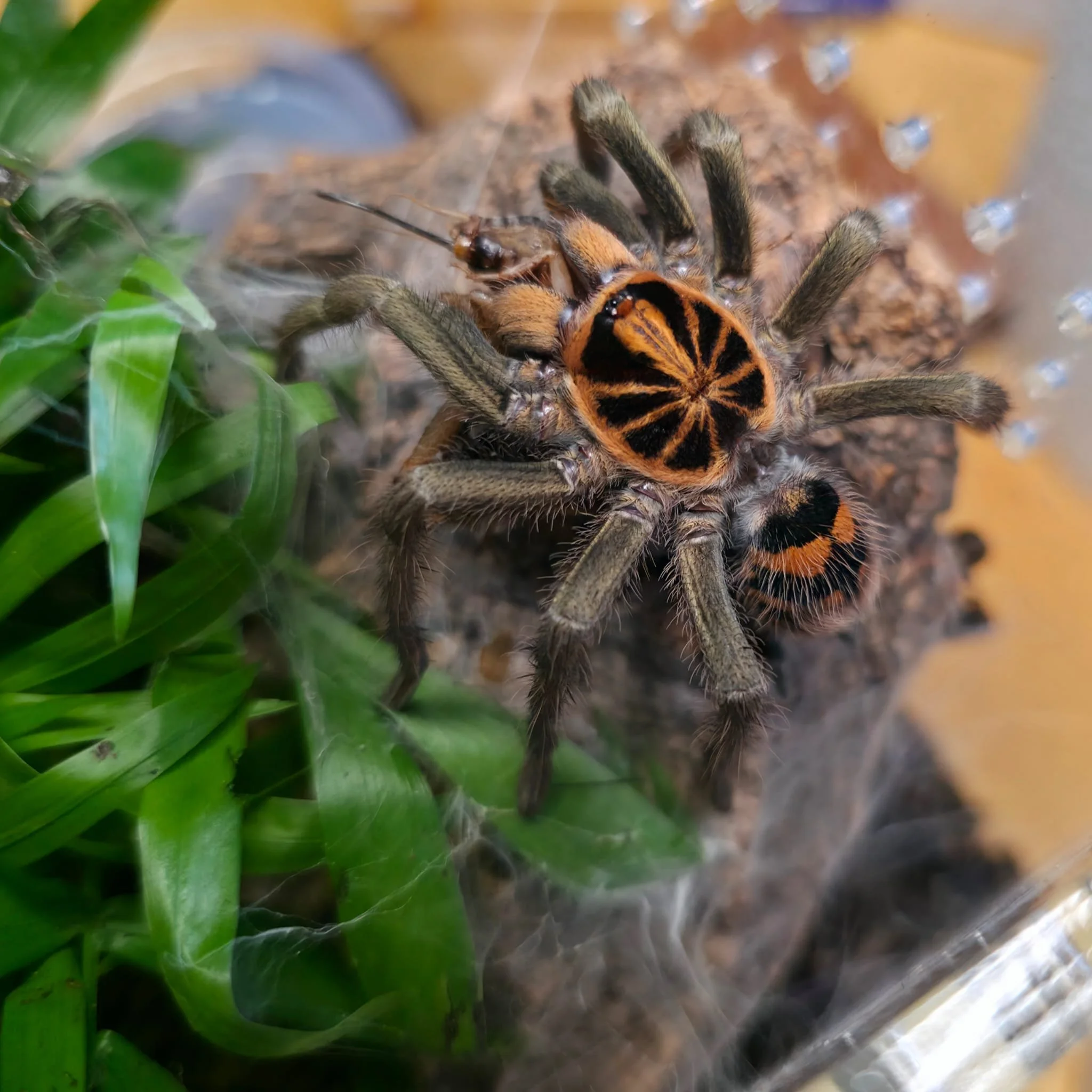 Hapalopus Planetearth-05.jpeg