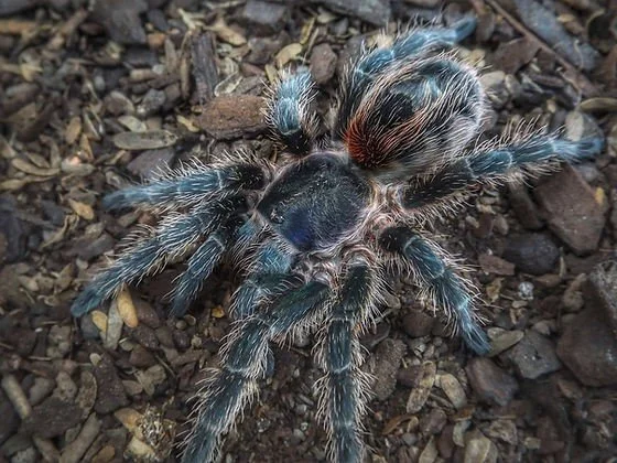 Euathlus sp. Tigre Azul Sling 0.5cm