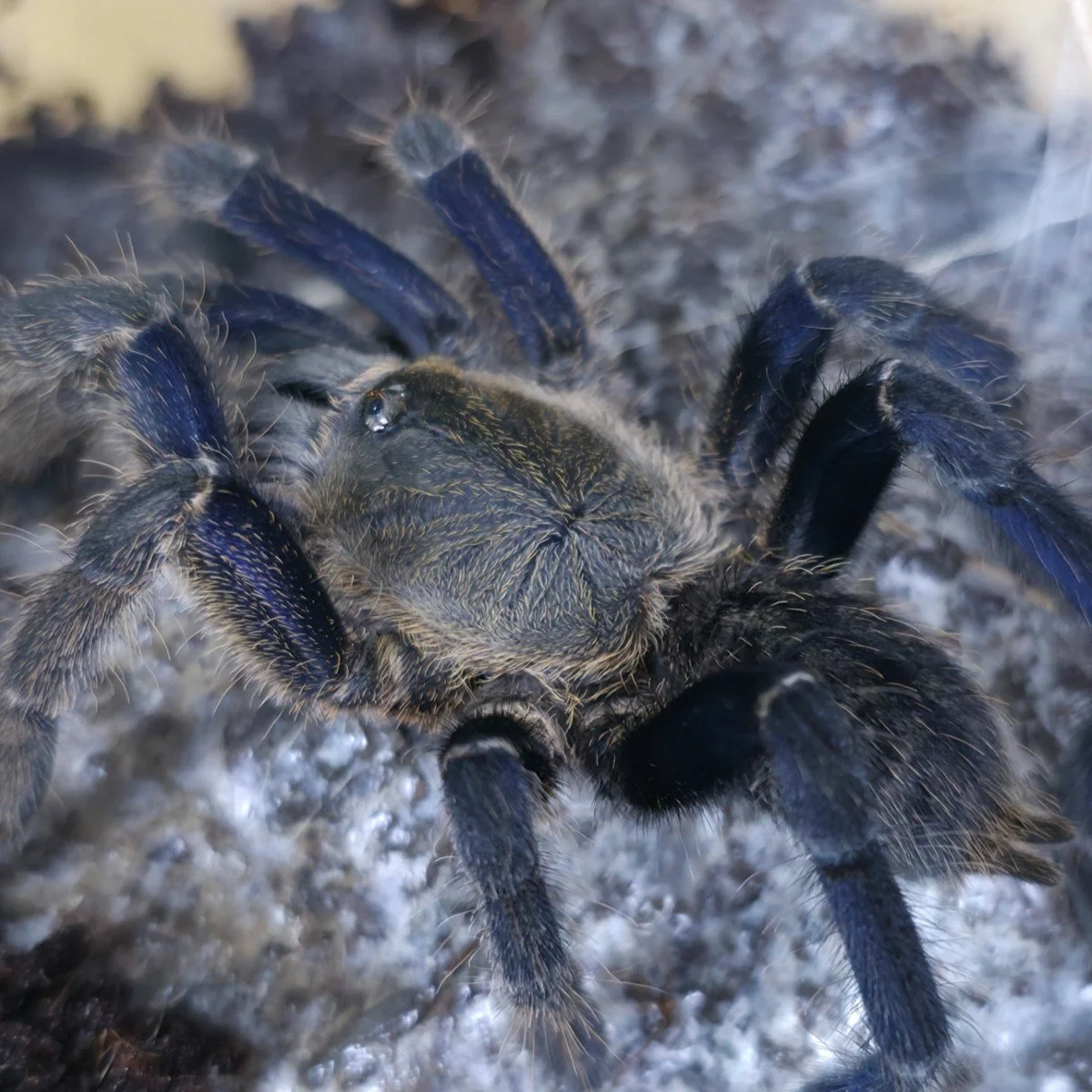 cyriopagopus-sp-cambodian-midnight-blue.jpg