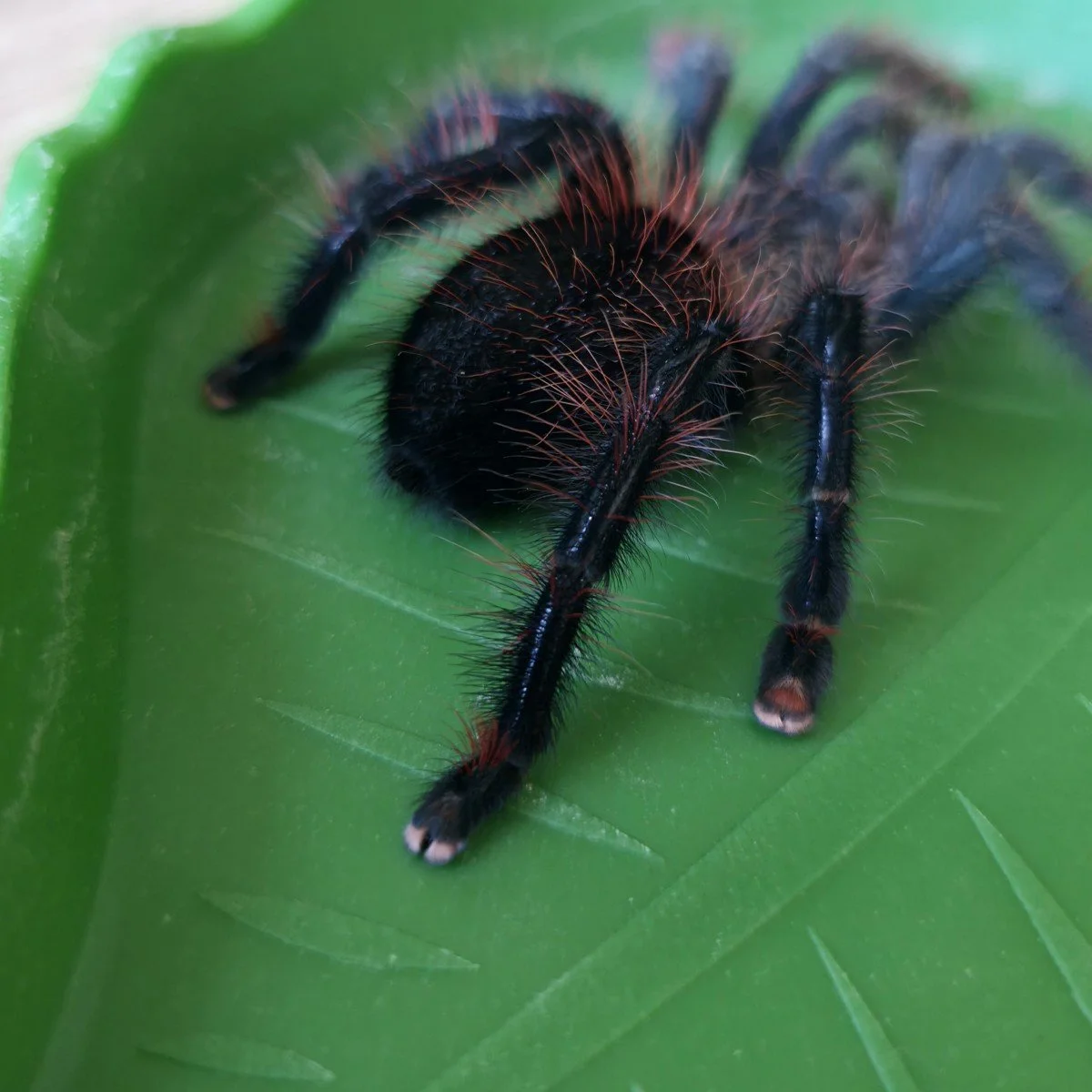 avicularia-lynnae-black-stripe-pinktoe-9.jpg