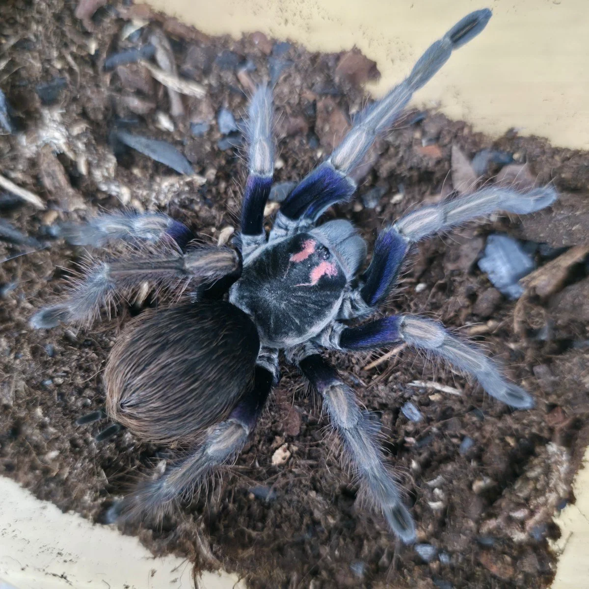 pamphobeteus-ultramarinus-ecuadorian-birdeater-4.jpg