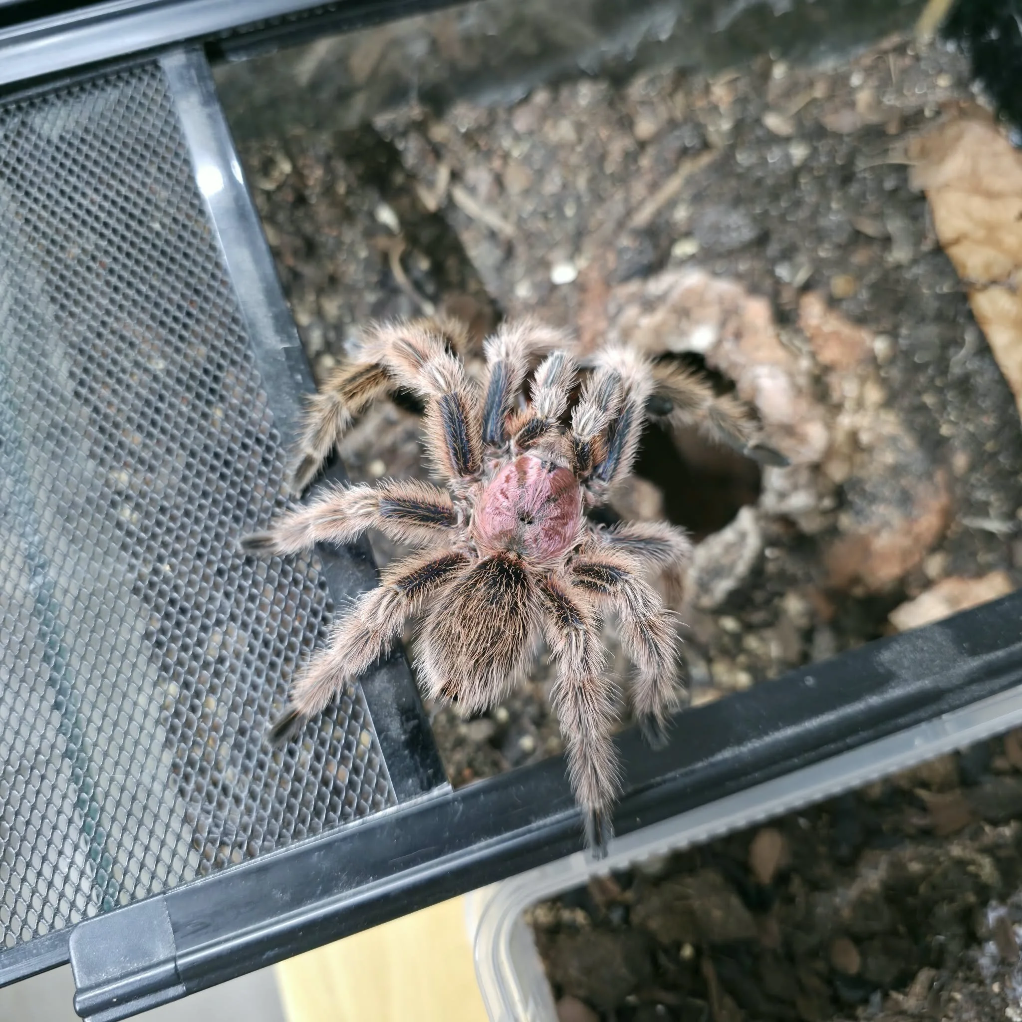 grammostola-rosea-red-mature-male-1.jpeg