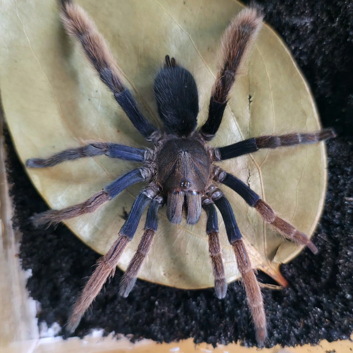 Coremiocnemis hoggi (Malaysian Purple-Femur) Juvenile Female 5-6cm