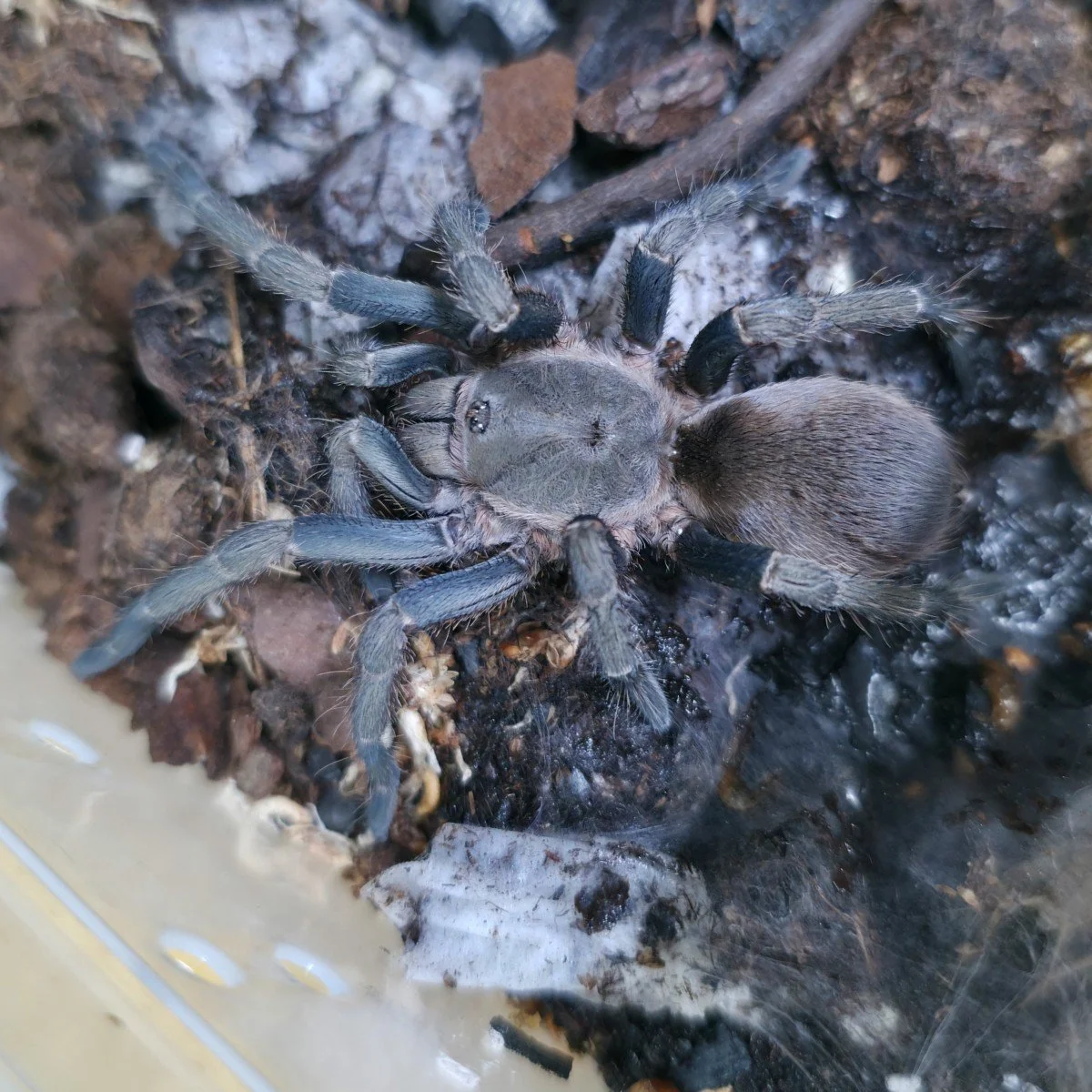 pseudhapalopus-sp-ecuador-azul-4.jpg