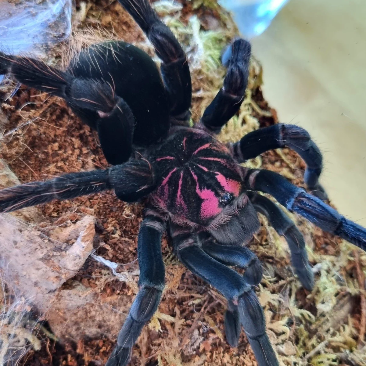 Xenesthis sp. Bright Sling 3-4cm