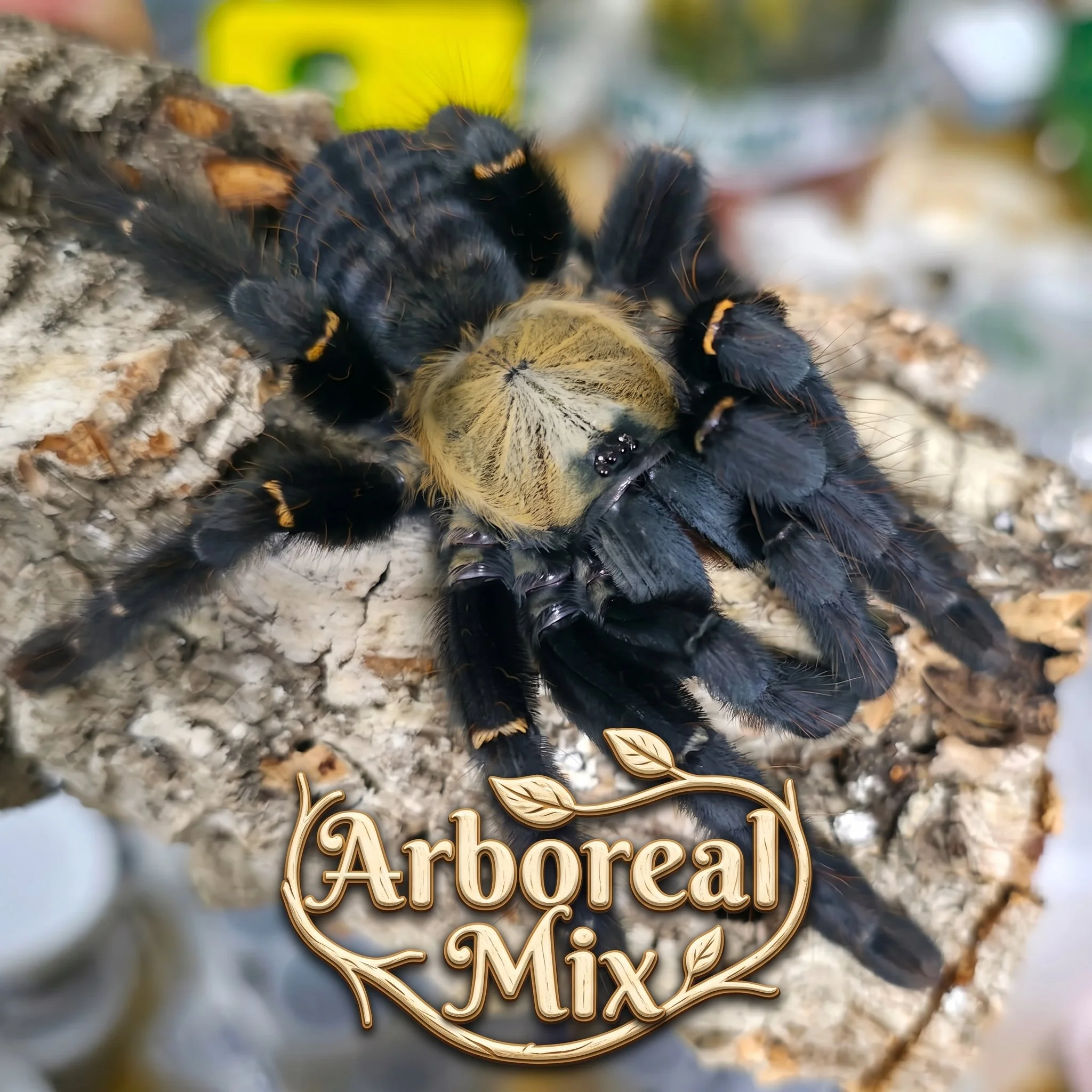 Arboreal Mix (Bundle)