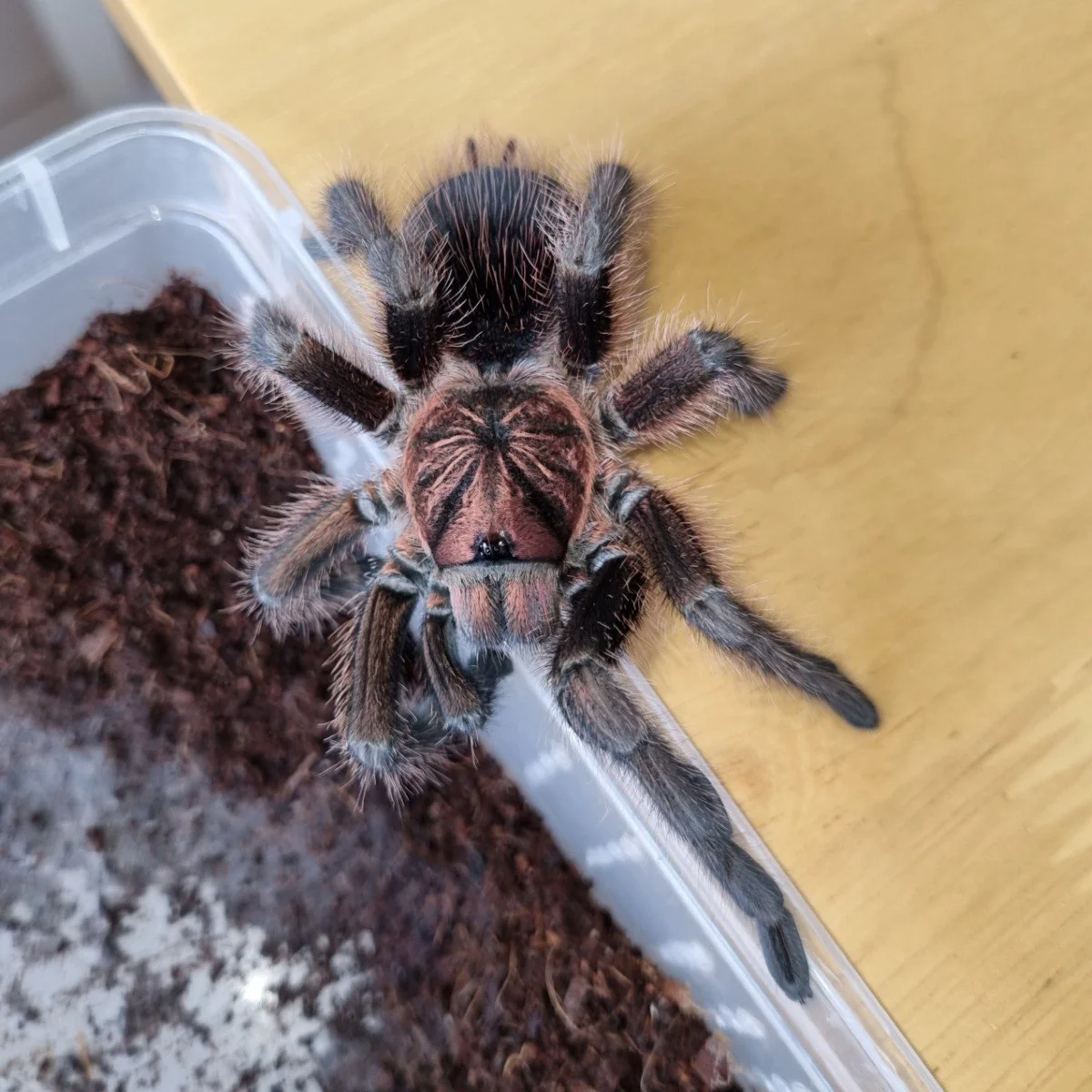 phormictopus-atrichomatus-red-island-birdeater.jpg