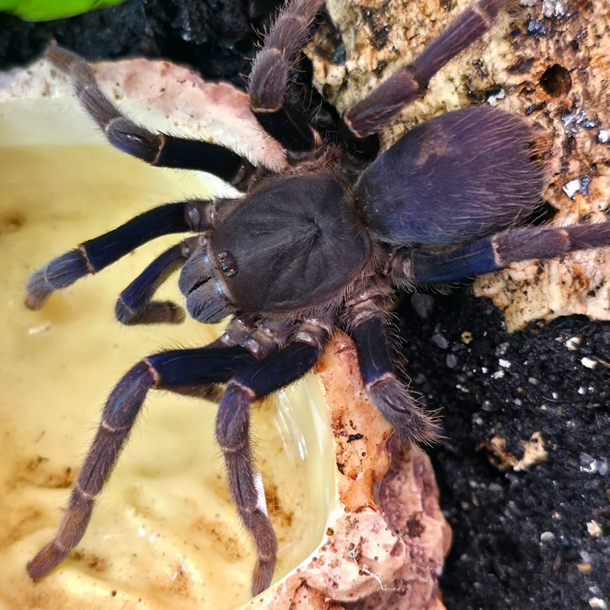 Psednocnemis brachyramosa (Malaysian Blue Femur) Sub-Adult Female