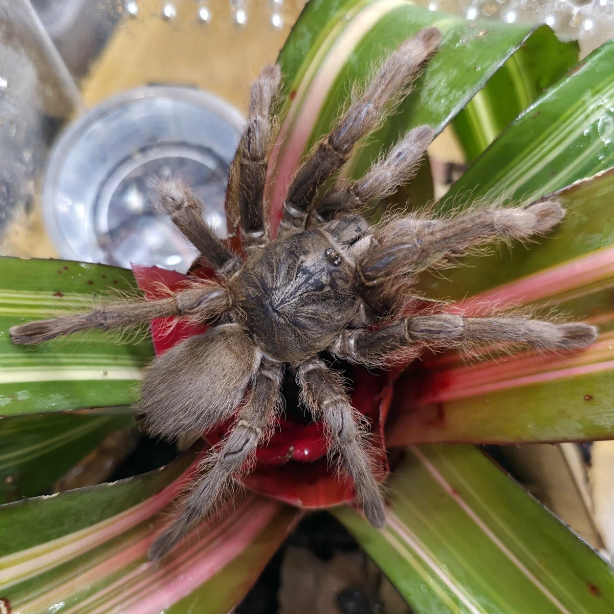 monocentropus-lambertoni-af-sam.jpg